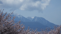 貢川 桜の名所 甲府市 山梨県