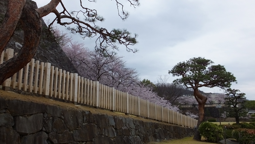 舞鶴城 櫻 甲府市 山梨県