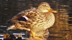 鳥 万力公園 根津公園 山梨市 山梨県 DSC00687