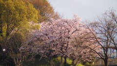 ちどり湖 万力公園 山梨市 山梨県 DSC02434