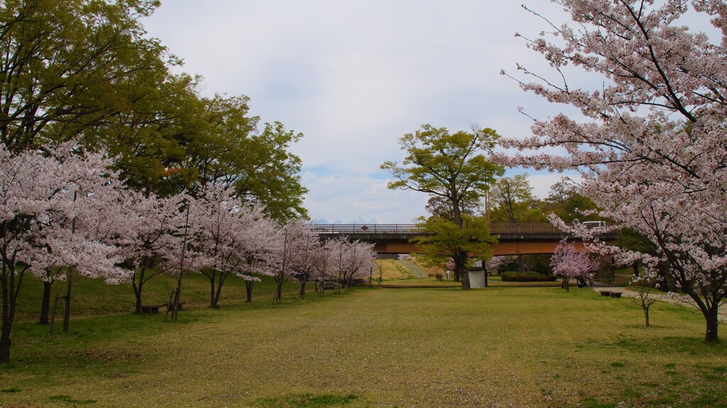 桜 甲斐市 山梨県 DSC02735