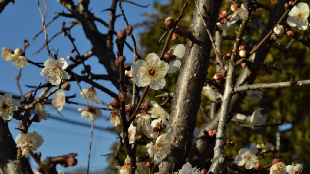 山梨市立牧丘病院 山梨市 山梨県 DSC_0076