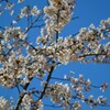 花 乾徳山 登山口 徳和 山梨市 山梨県 DSC_0050