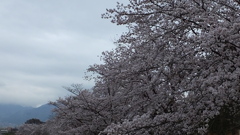 山梨英和大学  櫻 甲府市 山梨県