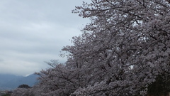 山梨英和大学  櫻 甲府市 山梨県