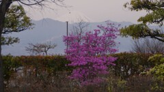  富士山 笛吹川フルーツ公園 山梨市 山梨県 DSC05497