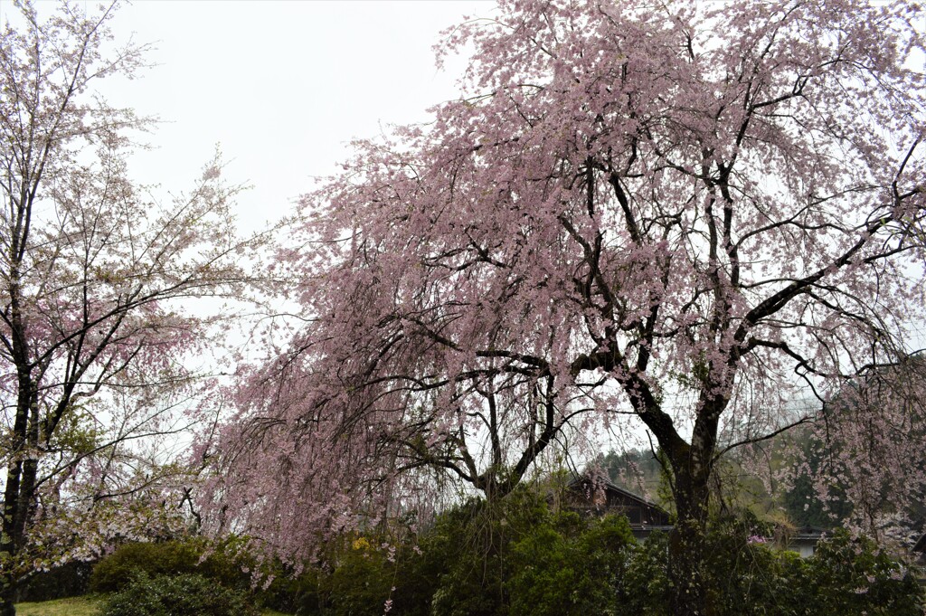 乾徳公園 秩父多摩甲斐国立公園 山梨市三富徳和 山梨県