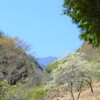 花 秩父多摩甲斐国立公園 山梨市三富徳和 山梨県  DSC_0032