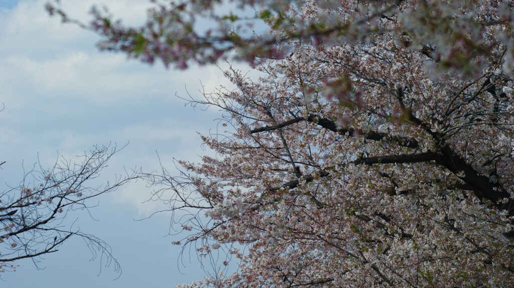 花 小瀬スポーツ公園 甲府市 山梨県 DSC01486