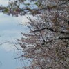 花 小瀬スポーツ公園 甲府市 山梨県 DSC01486