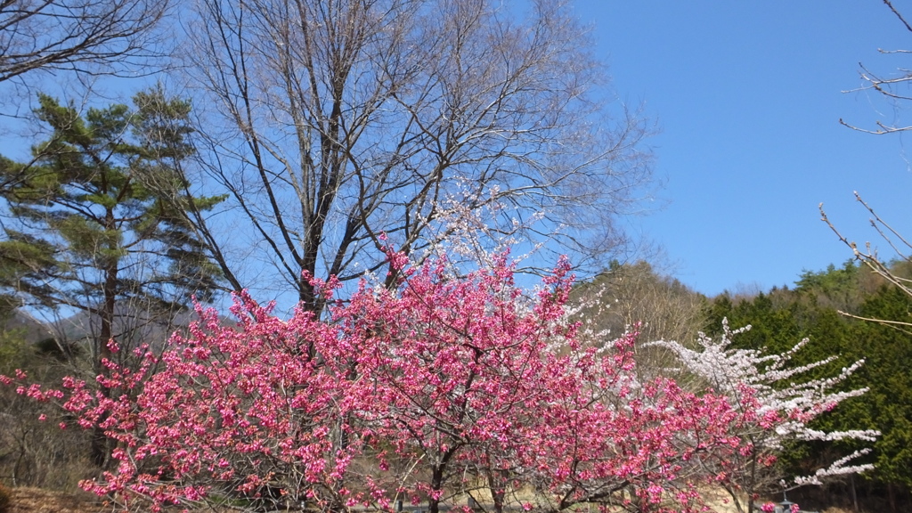 山梨市役所 オーチャードヴィレッジ・フフ 秩父多摩甲斐国立公園 山梨市 山梨県