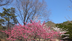 山梨市役所 オーチャードヴィレッジ・フフ 秩父多摩甲斐国立公園 山梨市 山梨県