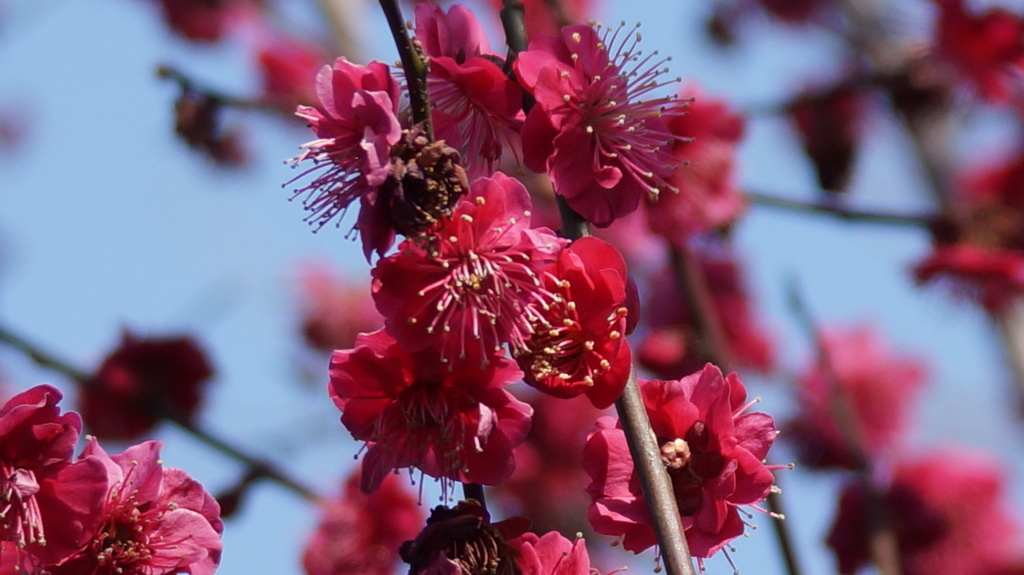 花 中浮山 心月院  笛吹市八代町高家 山梨県 DSC01467