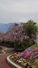 富士山 花 甲府市荒川 山梨県 DSC02712