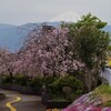 富士山 花 甲府市荒川 山梨県 DSC02712
