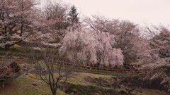 塩山ふれあいの森総合公園 甲州市 山梨県 DSC06937