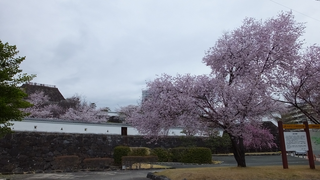 舞鶴城 櫻 甲府市 山梨県