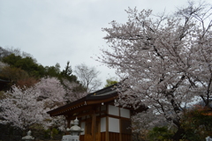 岩泉山光福寺 櫻 甲府市横根町 山梨県