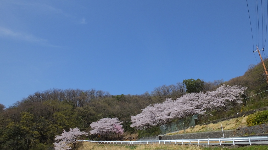 愛宕山 TDK 桜  甲府市 山梨県