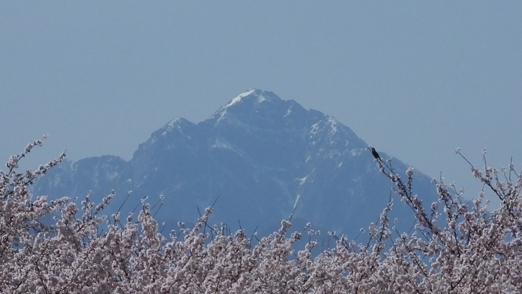 貢川 桜の名所 甲府市 山梨県