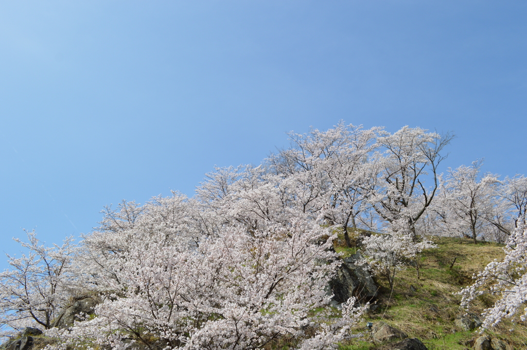 西関東連絡道路 岩手 櫻 山梨市 山梨県
