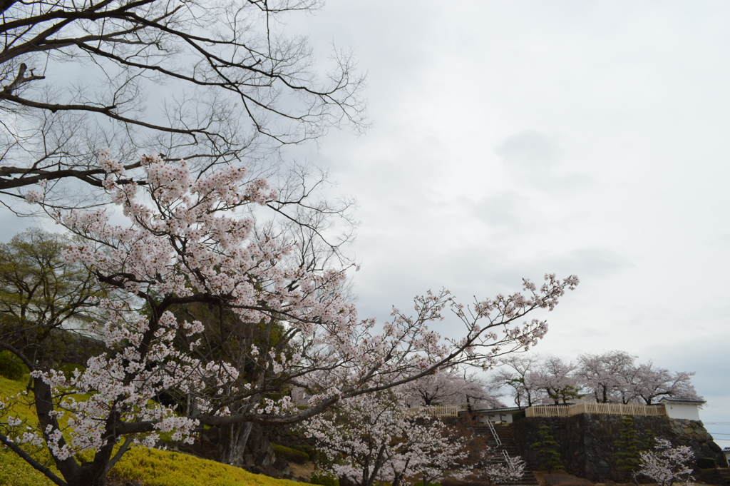舞鶴城 櫻 甲府市 山梨県
