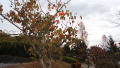 果実 笛吹川フルーツ公園 山梨市 山梨県 DSC02734