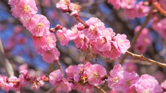 花 花鳥山 笛吹市八代 山梨県 DSC01176