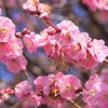 花 花鳥山 笛吹市八代 山梨県 DSC01176