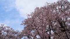 日本の風景 花 甲州市 山梨県 DSC02063