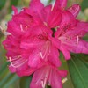 花 小瀬スポーツ公園 甲府市 山梨県 DSC01504