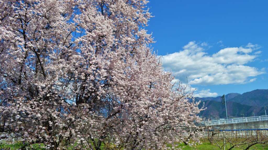 日本の風景 花 甲州市 山梨県 DSC_8872