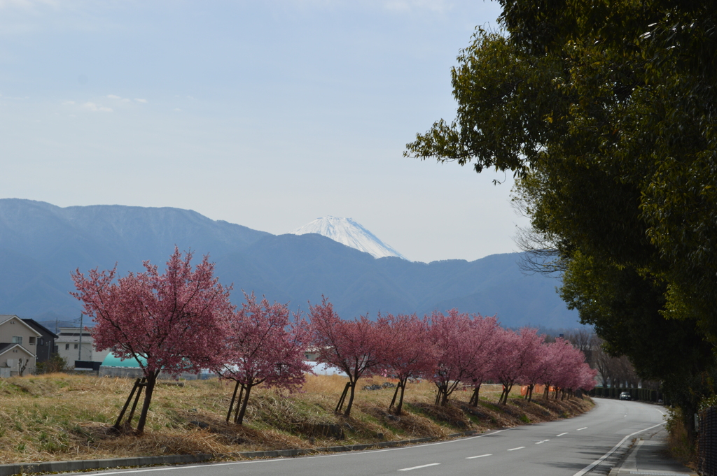 櫻 国母工業団地 宮原町 甲府市 八ヶ岳