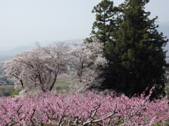 山梨県　笛吹市八代ふるさと公園