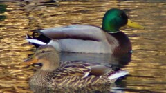 鳥 万力公園 根津公園 山梨市 山梨県 DSC00691