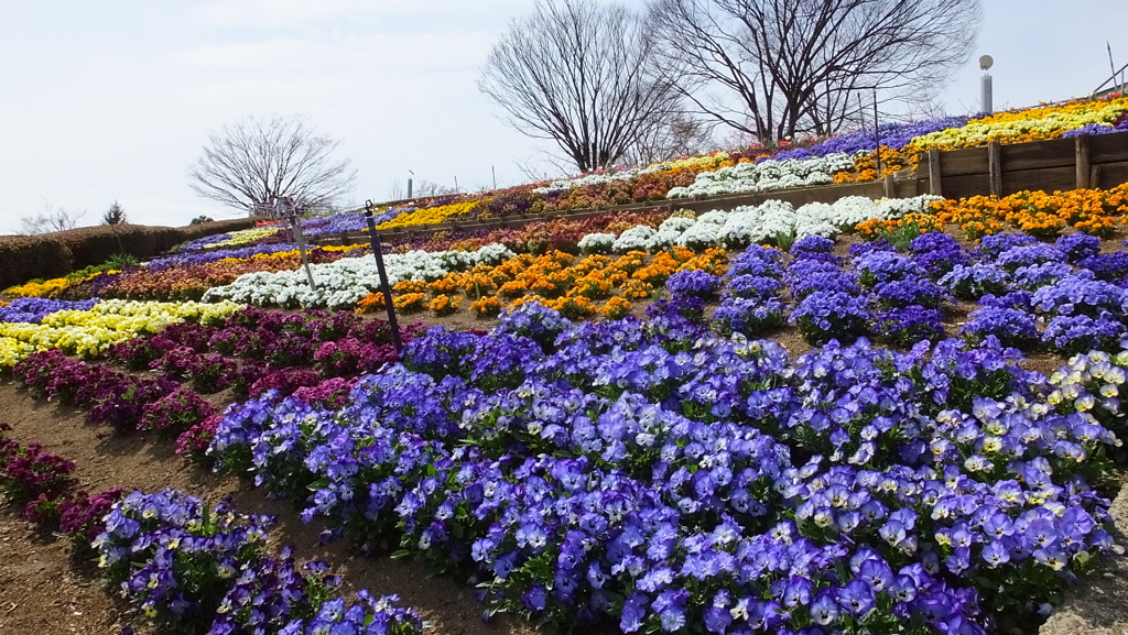 山梨県笛吹川フルーツ公園 山梨市 山梨県