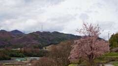 花 甲州市 山梨県 DSC02071