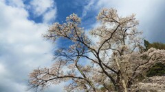 秩父多摩甲斐国立公園 花 山梨市 山梨県 IMGP0050