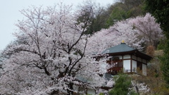 岩泉山光福寺 櫻 甲府市横根町 山梨県