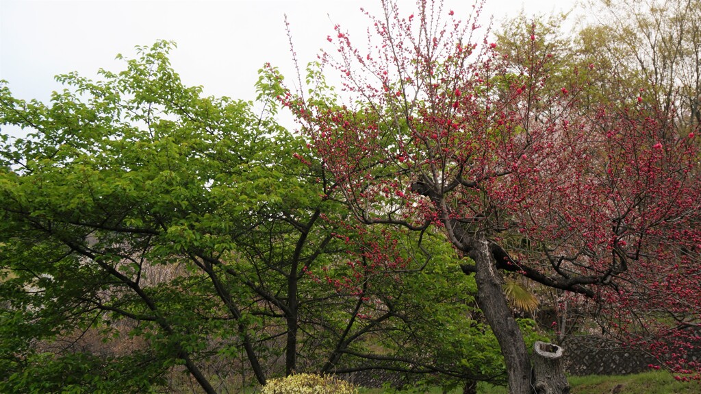 花 甲州市藤木 山梨県 DSC00397