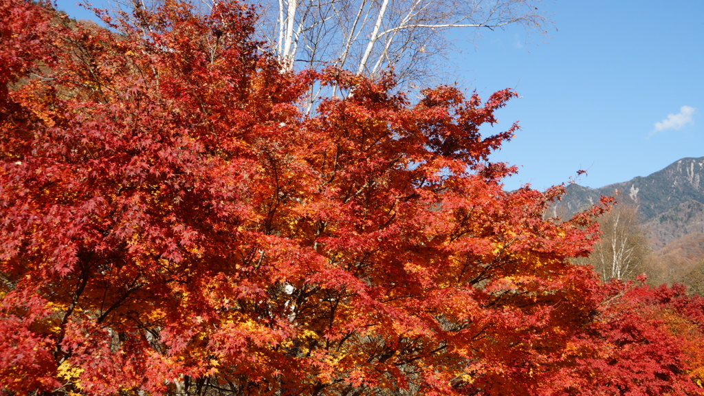 紅葉 破風山 道の駅 三富 山梨市 DSC06102