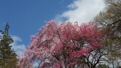 花 山梨市 山梨県 IMGP0028