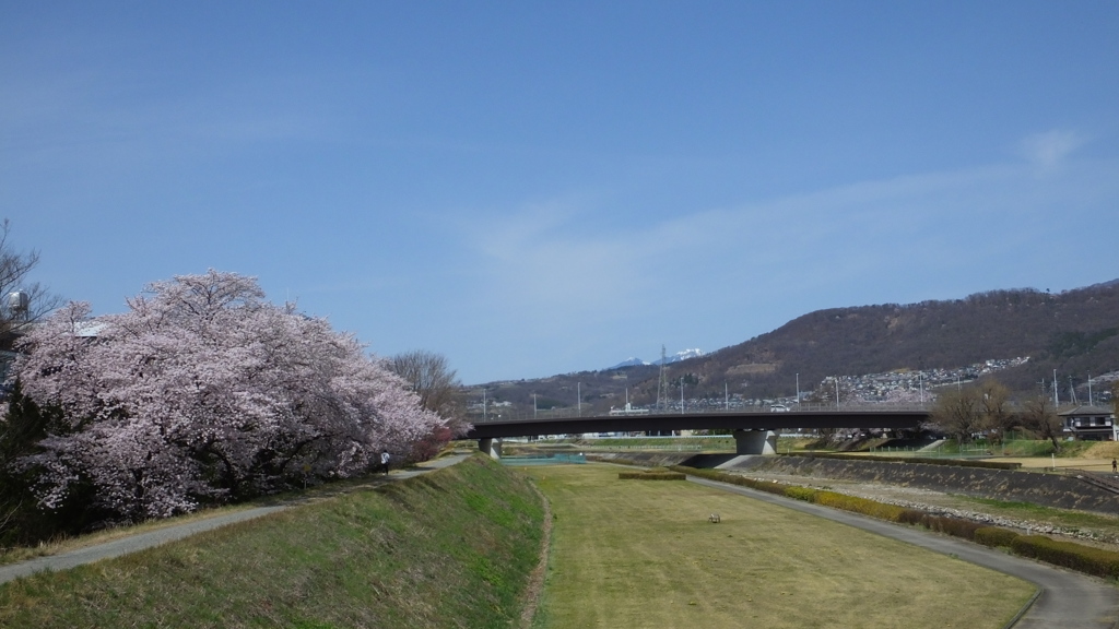 荒川 土手 桜  甲府市池田 山梨県