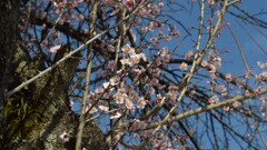 花 山梨市 山梨県 DSC_0043