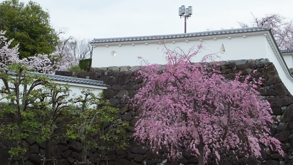 舞鶴城 櫻 甲府市 山梨県