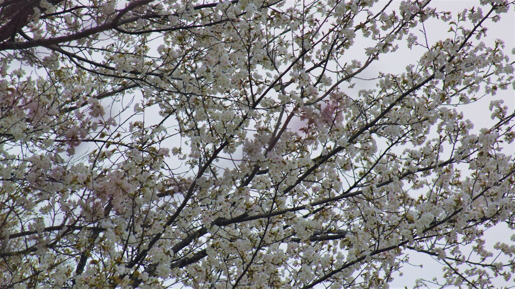 花 甲州市藤木 山梨県 DSC00384