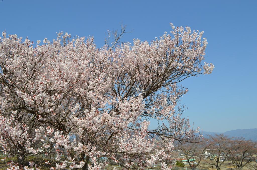 武田八幡宮 韮崎市神山町 山梨県