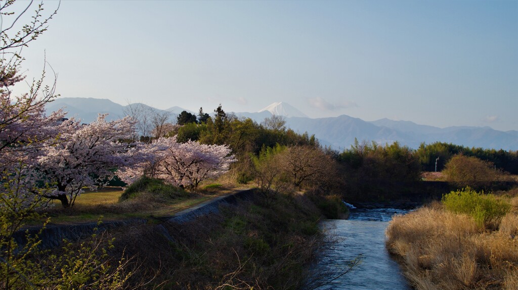 桜 富士山 山梨市 山梨県 DSC02539