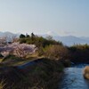 桜 富士山 山梨市 山梨県 DSC02539