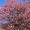 花 花鳥山 笛吹市八代町 山梨県 DSC01173